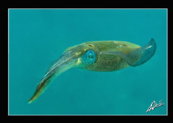 squid in Thailand are so shy! I was very surprised when t... by Adriano Trapani 